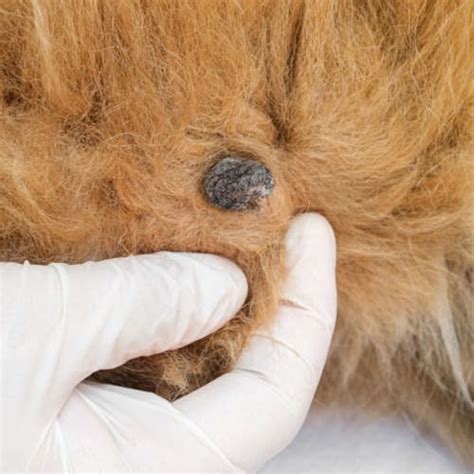 6 Types Of Black Lumps On Dogs With Pictures