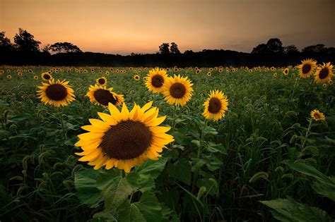 field, Nature, Sunflowers, Flowers Wallpapers HD / Desktop ...