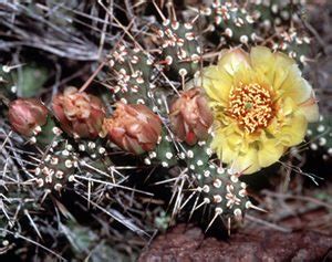 Unlike most cacti cactus prefers not to heat and moderate air temperature without large fluctuations. Prickly Pear Cactus - Sierra Club BC