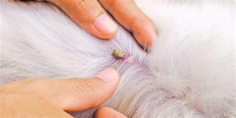 Exactly What To Do When Your Dog Gets A Tick Bite According To A Vet