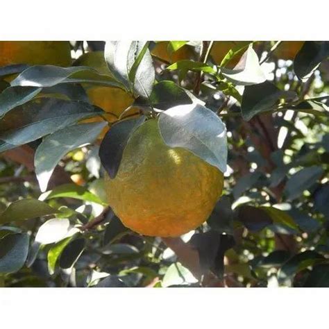 Maharashtra Natural Fresh Oranges At Rs 70000metric Ton In Nagpur Id