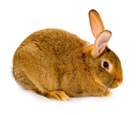 Rabbit Isolated Photo Of Brown Rabbit Isolated On White Sponsored