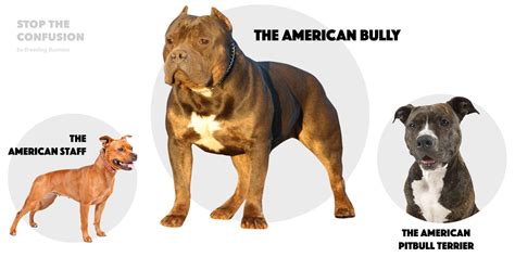What Is The American Bully Here Is The Bully Breed