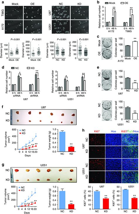 Smad6 Promotes Tumor Sphere Formation Cell Proliferation And