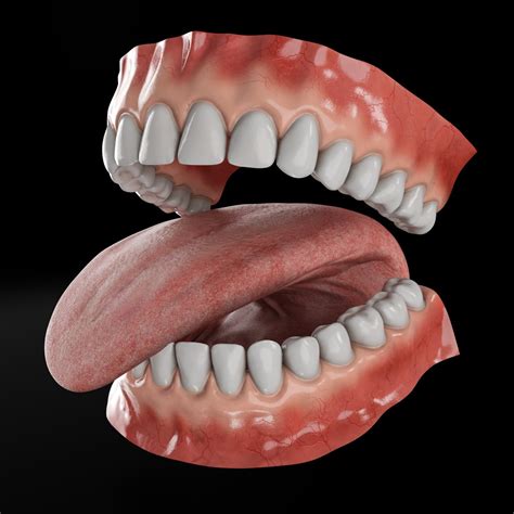 Realistic Rigged Mouth With Gums Teeth And Tongue 3d Model Turbosquid