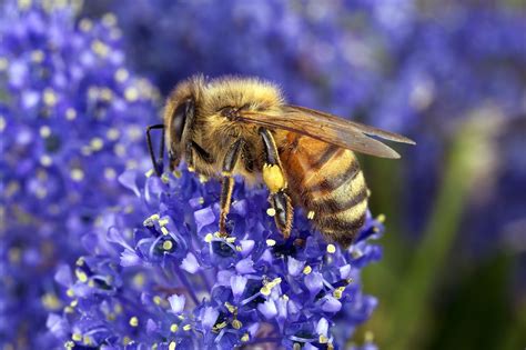 Honey bees can't utilize red clover. ScienceImage - CSIRO