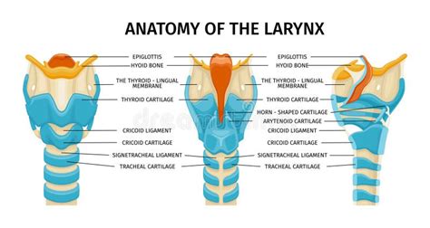 Larynx Cartilage Anatomy Composition Stock Vector Illustration Of