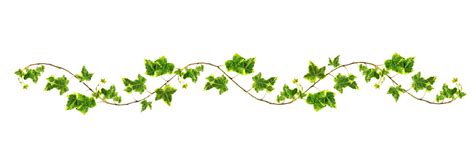 Ivy Clipart Long Vine Ivy Long Vine Transparent Free For Download On