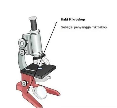 Fungsi Mikroskop Definisi Sejarah Jenis Dan Cara Menggunakan Mikroskop