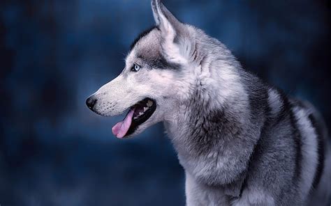 1920x1080px 1080p Free Download Siberian Husky Gray Dog Winter