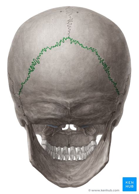 Back Of Skull Anatomy Back Bone With Skull Stock Photo Download Image