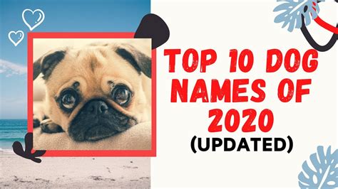 Top 10 Most Popular Dog Names In 2020 With Meanings Unique Pet Names