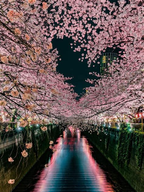 People Are Walking Under Cherry Blossom Trees In The City At Night With