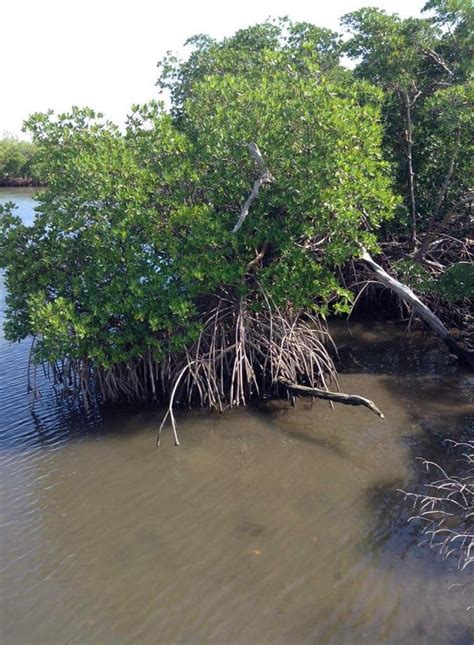 mangroves protects our environment anne kolb nature center mangrove nature center nature