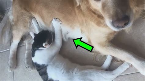 Cats Suck Dogs Funny Pet Videos Compilation Youtube