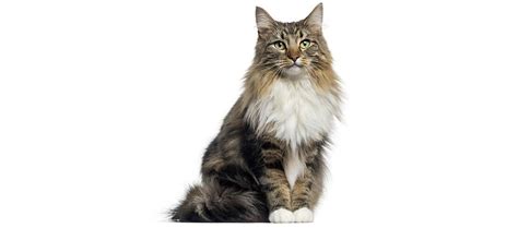 Breed Profile Norwegian Forest Cat