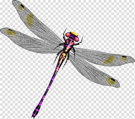 Dragonfly Beautiful Dragonfly Wings Transparent Background Png