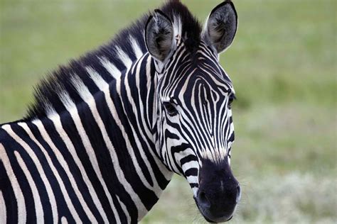 7 Fun Facts About Zebras