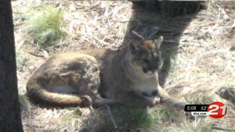 The Dalles Area Landowner Shoots Kills Cougar That Killed 5 Goats Ktvz