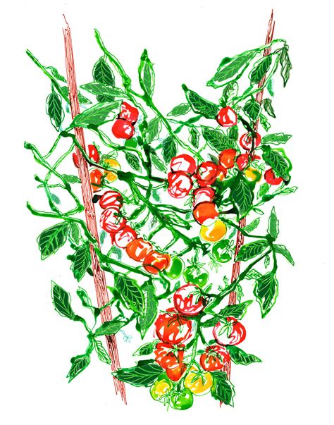 Tomato Plant Drawing Free Download On Clipartmag