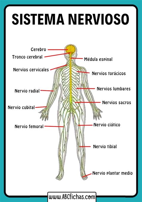 Partes Del Sistema Nervioso Abc Fichas Images