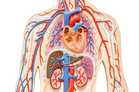 Model Human Body With Liver Kidney Lungs And Heart Stock Photo