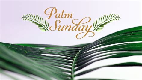 Sunday Of The Passion Palm Sunday Church Of The Holy Comforter