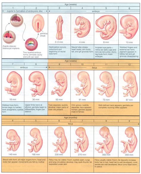 Stages Of Human Development Chart