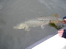 Gäddan är en fisk som kan fiskas med många olika metoder och alla årstider. Gädda - Vattenbruk