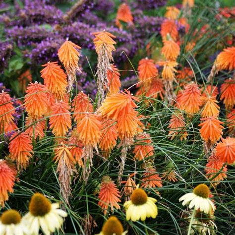 7 Perennial Flowers That Add Color To Your Summer Garden Martha Stewart
