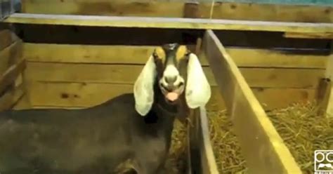 More Goats Shouting Like Humans Video Huffpost Uk Comedy