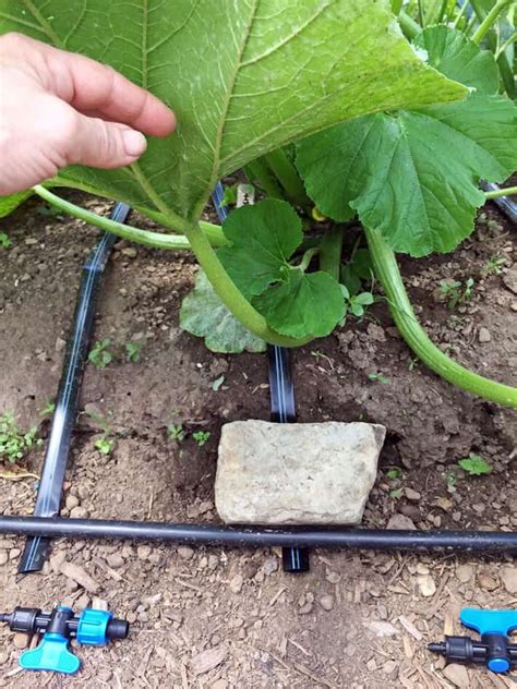 Installing Drip Irrigation In Your Home Garden