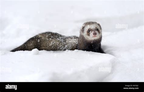 Beautiful Wild Ferret Game In Snow Stock Photo Alamy