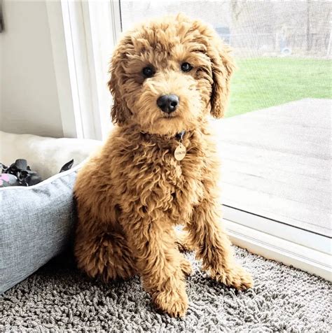 Miniature Goldendoodle 11 Incredible Facts You Need To Know Petdt