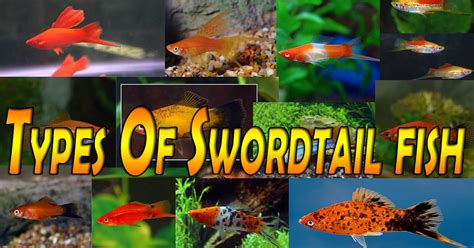Types Of Swordtail Fish Xiphophorus Helleri