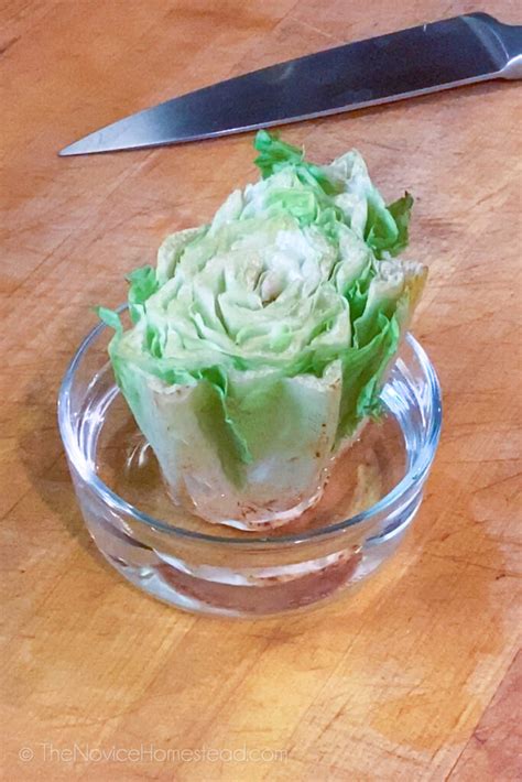 How To Regrow Romaine Lettuce The Novice Homestead