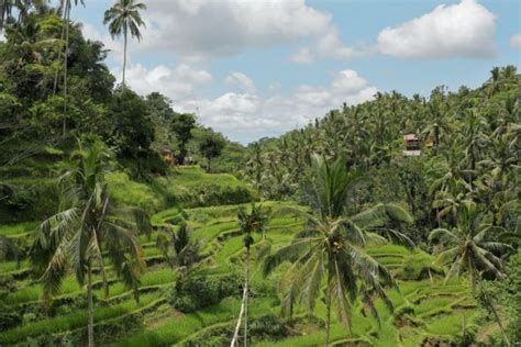 Punya Kekayaan Alam Melimpah Biodiversitas Indonesia Perlu