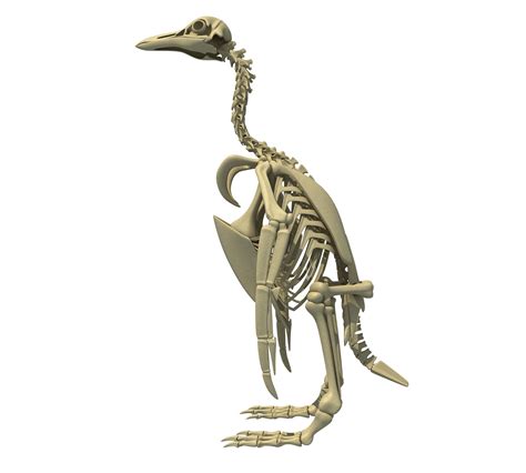 Penguin Skeleton Penguins Skeleton Animal Skeletons