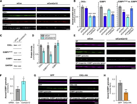 A Ca2 Dependent Switch Activates Axonal Casein Kinase 2α Translation