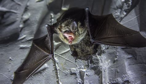 Virginia Bat Removal And Control Virginia Bat Pros
