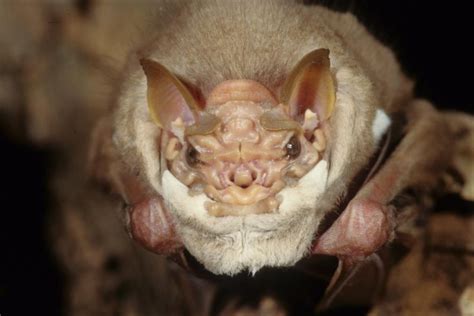 Wrinkle Faced Male Bats Lower Their Face Masks When They Mate