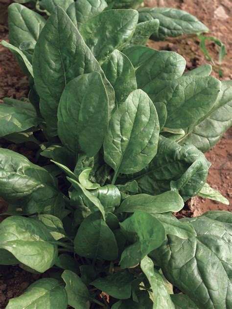 Spinach Space Hybrid Organic William Dam Seeds