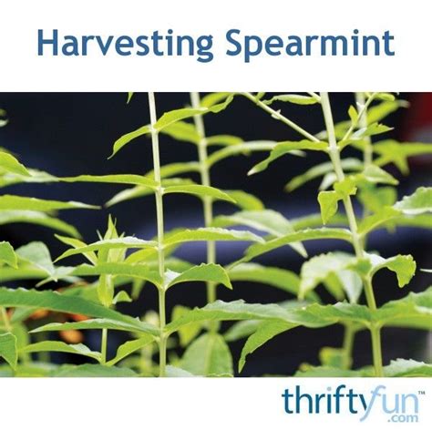Harvesting Spearmint With Images Spearmint Indoor