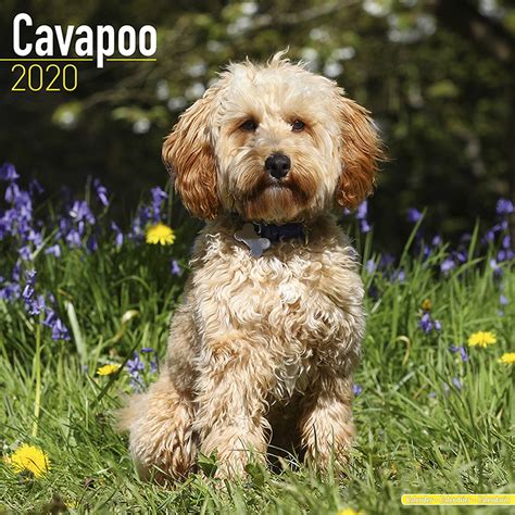 Therefore, after careful research, we decided to add cavapoos as a great alternative. Cavapoo Calendar 2020 Premium Dog Breed Calendars | eBay