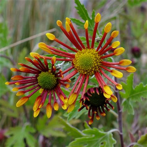 Maybe you would like to learn more about one of these? Chrysanthemum burnt orange-flowered - Dorset Perennials