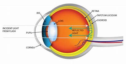 Vision Eye Tapetum Lucidum Diagram Eyes Why