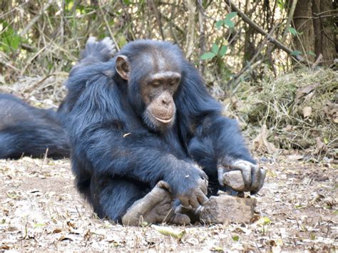Chimpanzees Pass Down What Theyve Learned Much Like Humans