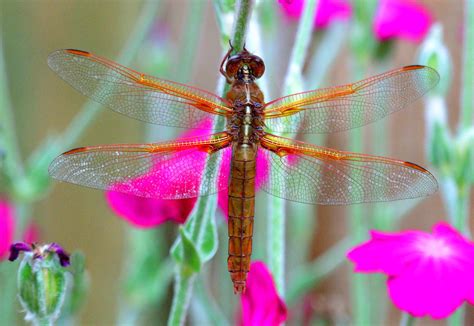 Wallpaper Wings Insect Magenta Flower Dragonfly Petal Fauna