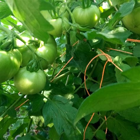 Solanum Lycopersicum Shirley Tomato Shirley In Gardentags Plant