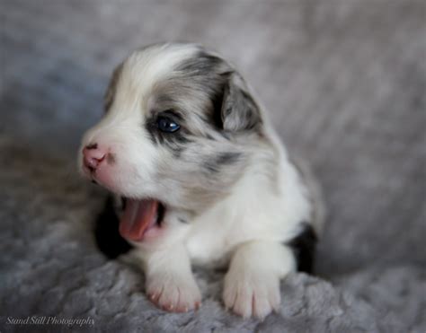 Newborn Australian Shepherd Puppy Picture Ideas Puppy Photography